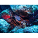 Genicanthus caudovittatus (Gunther, 1860)