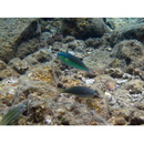 Stethojulis albovittata (Bonnaterre, 1788)