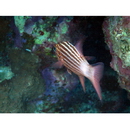 Cheilodipterus macrodon (Lacepede, 1802)