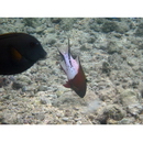 Bodianus anthioides (Bennett, 1832)