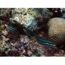 Stethojulis albovittata (Bonnaterre, 1788)