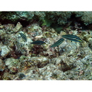 Stethojulis albovittata (Bonnaterre, 1788)