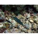 Stethojulis albovittata (Bonnaterre, 1788)