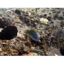 Stethojulis albovittata (Bonnaterre, 1788)