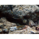 Stethojulis albovittata (Bonnaterre, 1788)