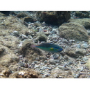 Stethojulis albovittata (Bonnaterre, 1788)