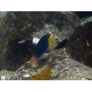 Anampses twistii Bleeker, 1856