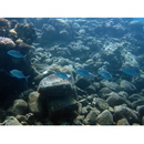 Caranx melampygus Cuvier, 1833