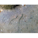 Valenciennea sexguttata (Valenciennes, 1837)