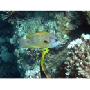 Epibulus insidiator (Pallas, 1770)