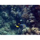 Pomacanthus maculosus (Forsskal, 1775)