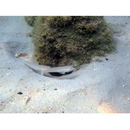 Valenciennea sexguttata (Valenciennes, 1837)