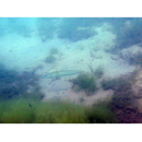 Cheilio inermis (Forsskal, 1775)