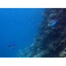 Caranx melampygus Cuvier, 1833