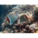 Chaetodon paucifasciatus Ahl, 1923