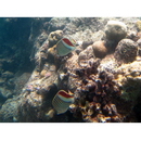 Chaetodon paucifasciatus Ahl, 1923