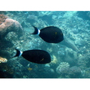 Acanthurus gahhm (Forsskal, 1775)