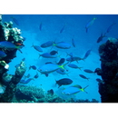 Caesio lunaris Cuvier, 1830