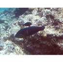 Coris cuvieri (Bennett, 1831)