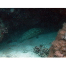 Epinephelus summana (Forsskal, 1775)