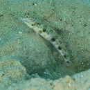 Vanderhorstia phaeostictus (Randall, Shao et Chen, 2007)