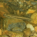 Stiphodon alcedo Maeda, Mukai et Tachihara, 2011