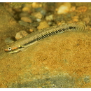 Stiphodon alcedo Maeda, Mukai et Tachihara, 2011