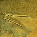 Stiphodon alcedo Maeda, Mukai et Tachihara, 2011