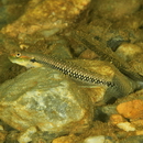 Stiphodon alcedo Maeda, Mukai et Tachihara, 2011