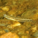 Stiphodon alcedo Maeda, Mukai et Tachihara, 2011