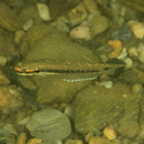 Stiphodon alcedo Maeda, Mukai et Tachihara, 2011