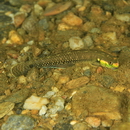 Stiphodon alcedo Maeda, Mukai et Tachihara, 2011