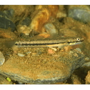 Stiphodon alcedo Maeda, Mukai et Tachihara, 2011