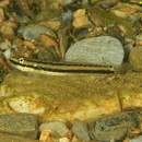 Stiphodon alcedo Maeda, Mukai et Tachihara, 2011