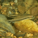 Stiphodon alcedo Maeda, Mukai et Tachihara, 2011
