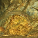 Lentipes armatus Sakai et Nakamura, 1979