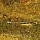 Stiphodon alcedo Maeda, Mukai et Tachihara, 2011