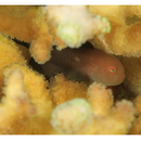 Paragobiodon echinocephalus (Ruppell, 1830)