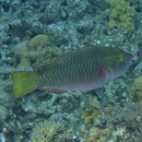 Scarus chameleon Choat et Randall, 1986