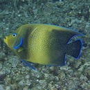 Pomacanthus semicirculatus (Cuvier, 1831)