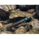 Stiphodon alcedo Maeda, Mukai et Tachihara, 2011