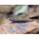 Stiphodon alcedo Maeda, Mukai et Tachihara, 2011