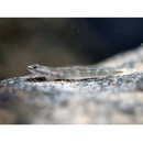 Smilosicyopus leprurus (Sakai et Nakamura, 1979)