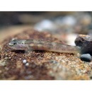 Smilosicyopus leprurus (Sakai et Nakamura, 1979)