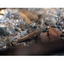 Stiphodon alcedo Maeda, Mukai et Tachihara, 2011