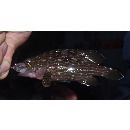 Epinephelus labriformis (Jenyns, 1840)