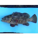 Epinephelus labriformis (Jenyns, 1840)