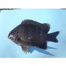 Abudefduf concolor (Gill, 1862)