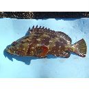 Epinephelus labriformis (Jenyns, 1840)