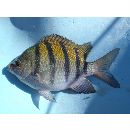 パナマニアン・サージェント